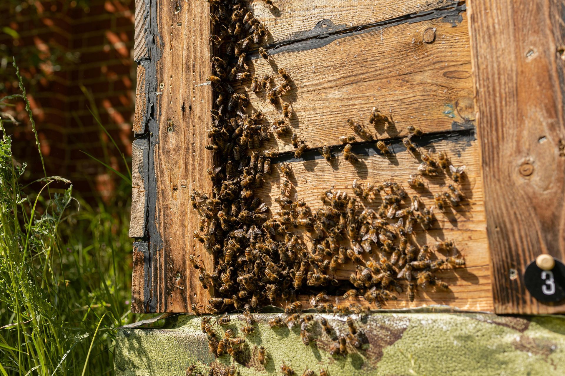 Essaim d’abeilles chez vous que faire sans danger — free download