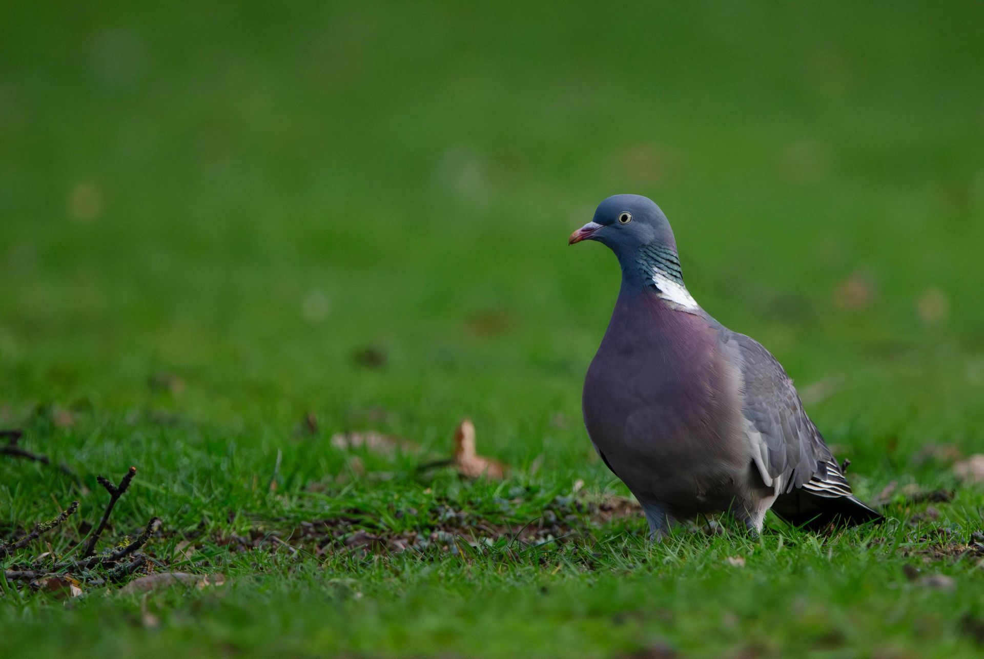 Sitemapcdatahttpsstileinfbizidtir Au Pigeon Gifinull
