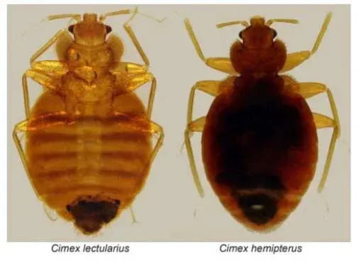 Une photo de deux punaises de lit dont l'une s'appelle cimex hemipterus