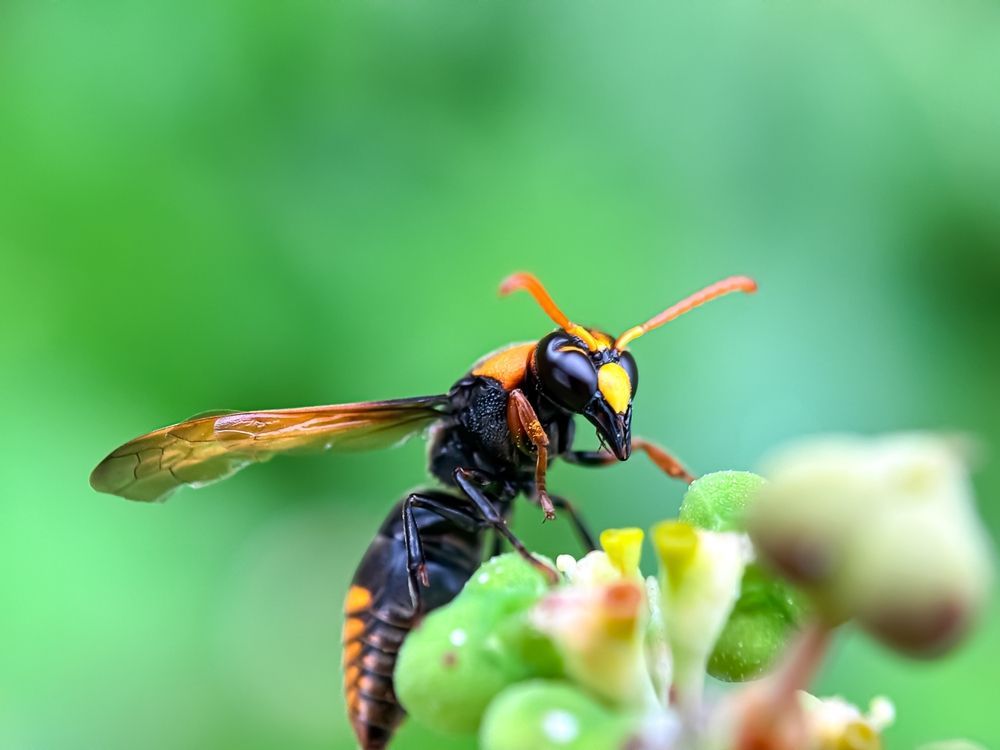 Frelon asiatique : dangers, différences et destruction de nid