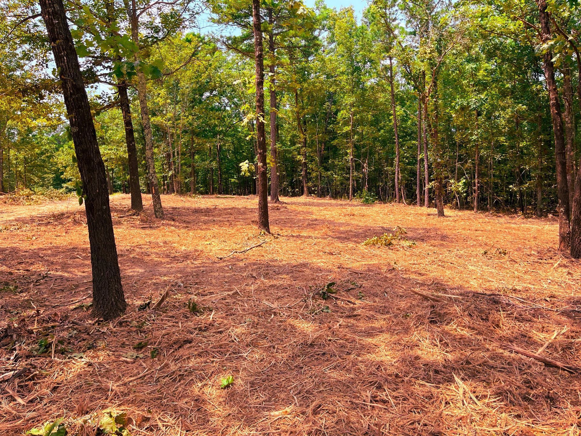 There is a lot of dry grass in the middle of the forest.