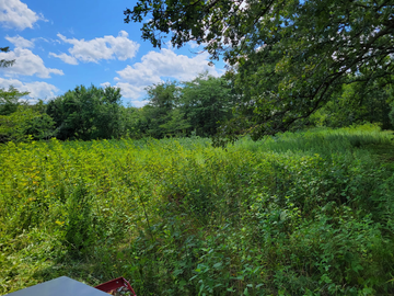 A field filled with lots of green plants and trees on a sunny day.