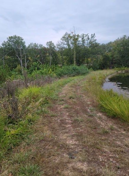 A dirt road leading to a body of water surrounded by trees and grass.