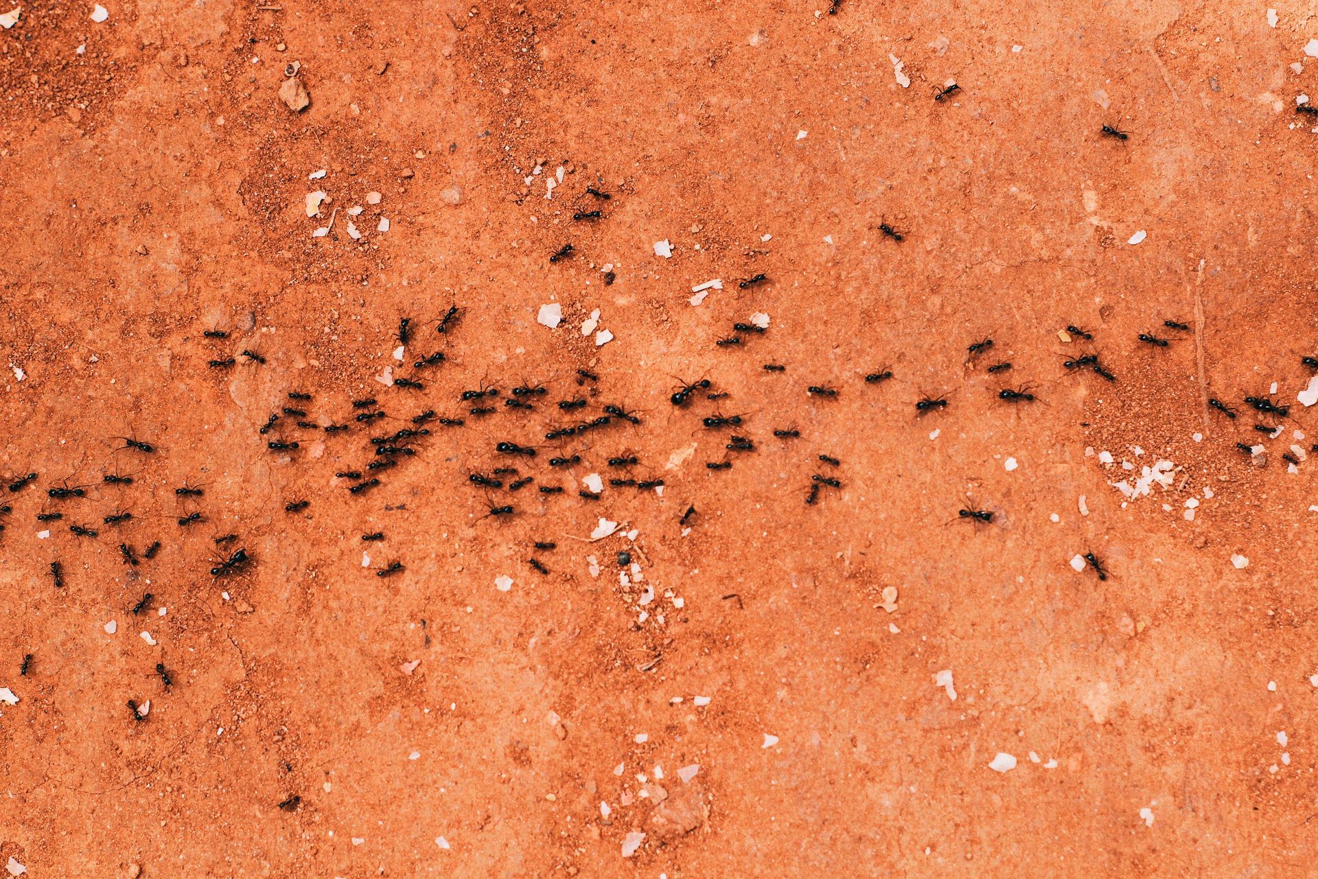The Dangers of Store-bought Ant Spray and Why a Professional Is Better