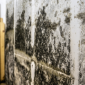 Summer humidity causing mold growth in a Northwest Indiana home