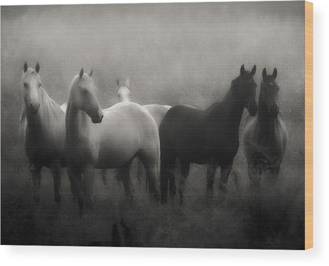 Photo: horses in the mist