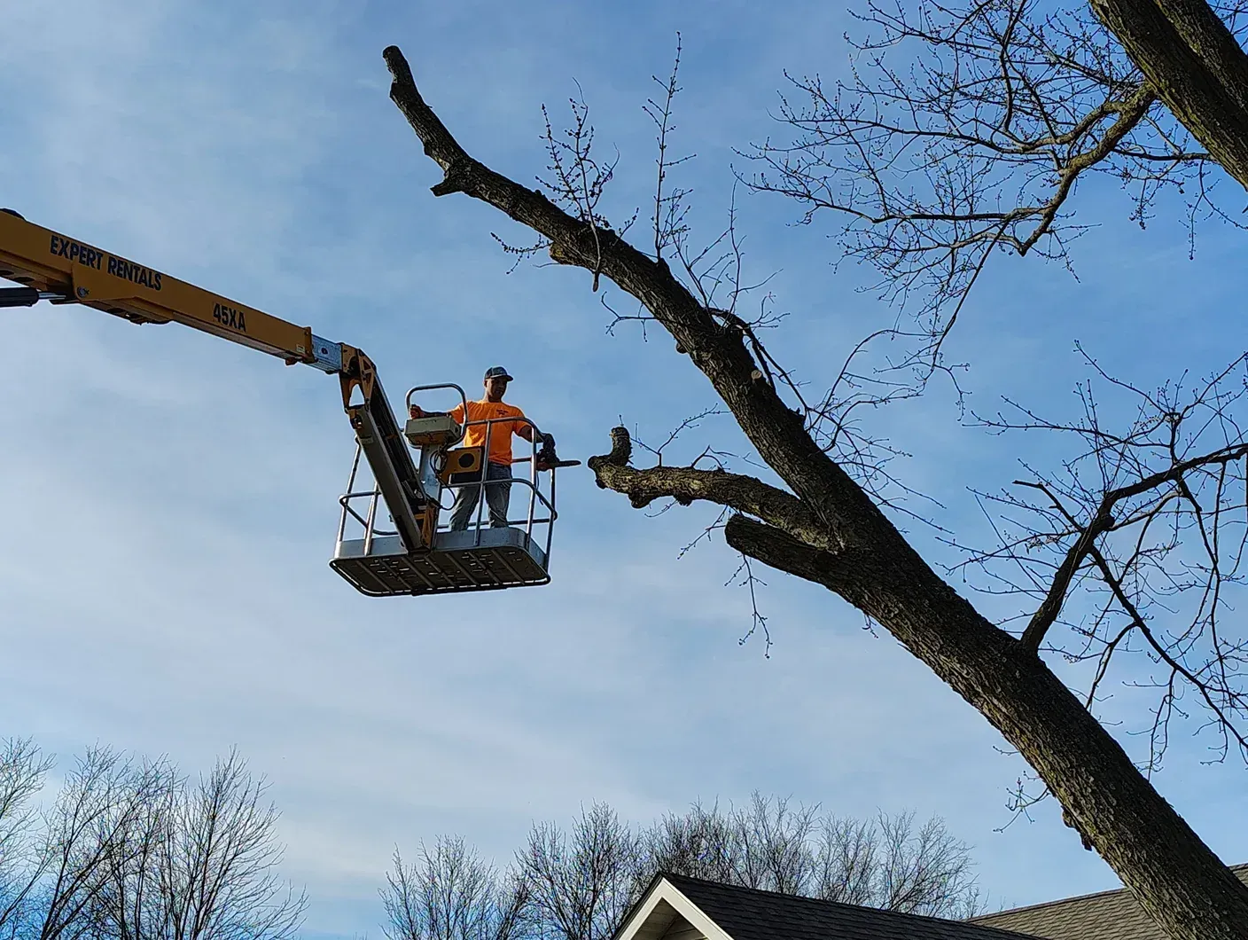 Man in lift truck trimming tree branches against a blue sky.