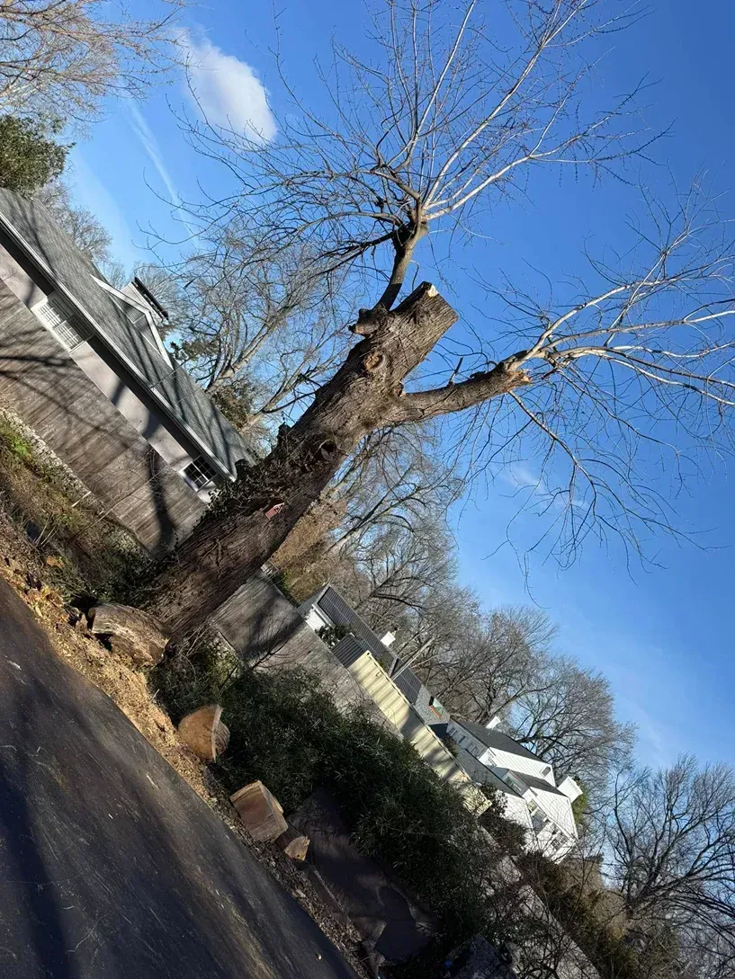 Bare tree leaning over road, with chopped branches and blue sky.
