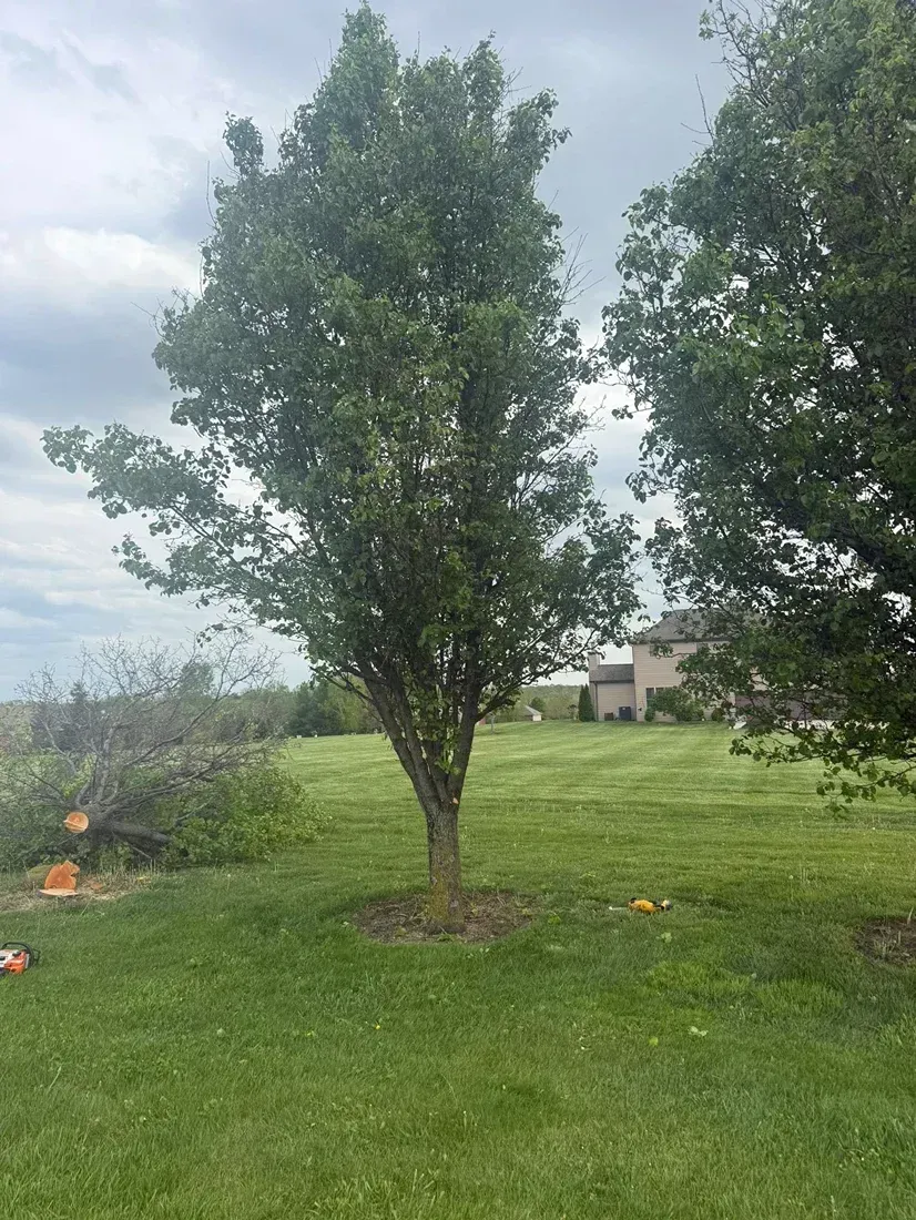 A tall, green tree stands in a grassy yard under a cloudy sky, with debris and a house in the background.