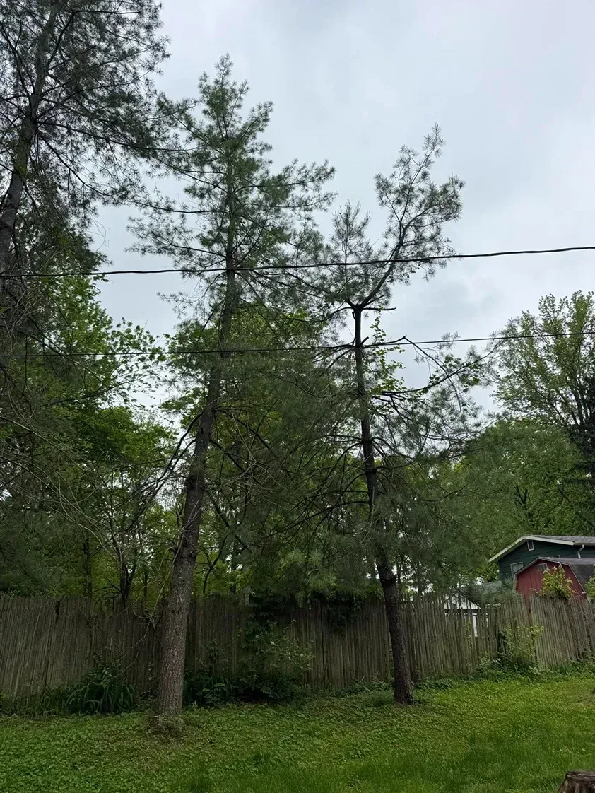 Tall, thin trees with green foliage against a cloudy sky. Power lines cross the top of the trees.