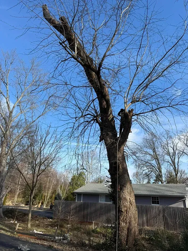 Bare tree with broken branches against a blue sky, near a house and fence.