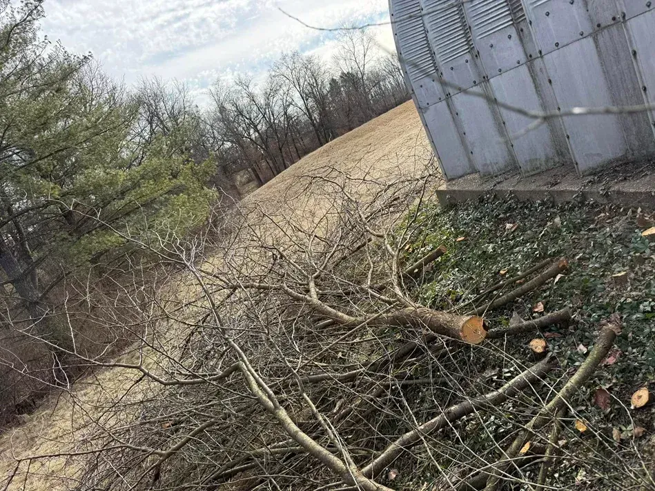Branches of a cut tree lie on the ground next to a metal silo and a field, overcast day.
