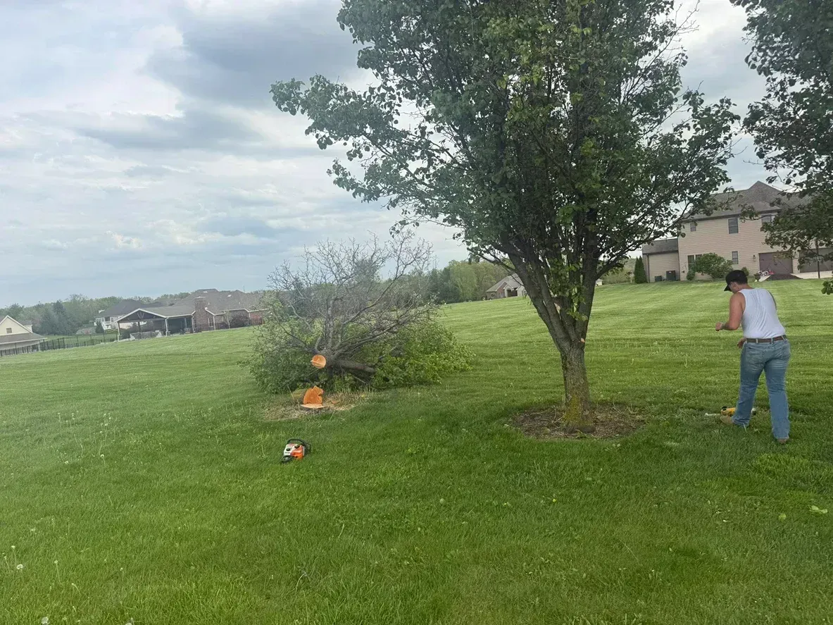 Person sawing a branch on a tree in a grassy yard, with a partly felled bush and houses on a hill in the background.