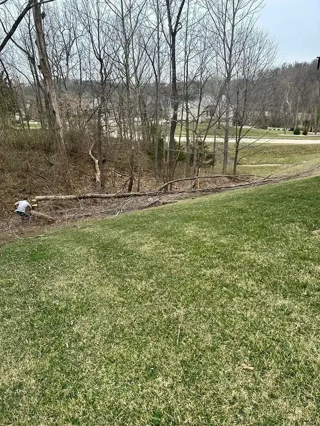 Person working on a downed tree in a ravine with a grassy hill in the foreground and bare trees.