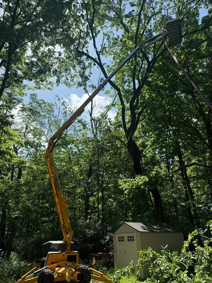 Yellow tree-trimming lift extends into a tree, with a shed in the background, beneath a blue sky.