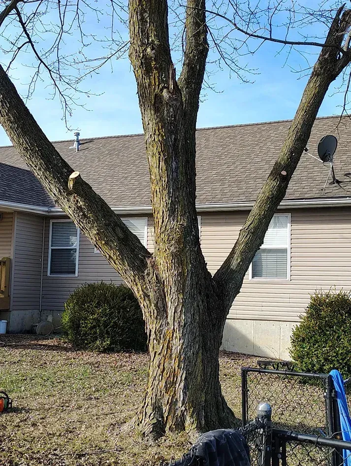 Tree with three large branches pruned, set against a house and blue sky.