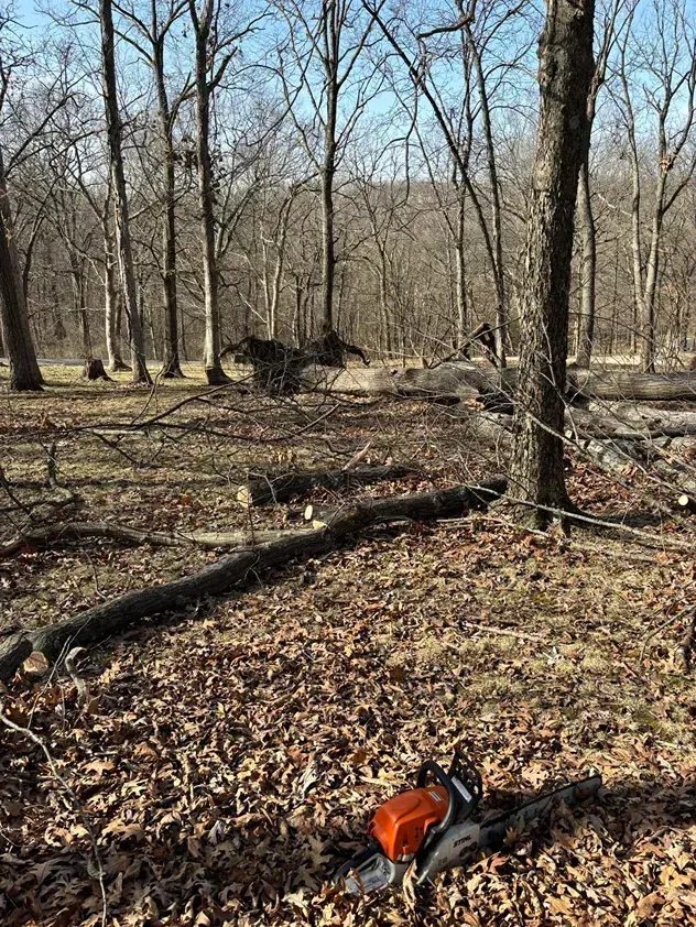 Chainsaw on log in a forest clearing with fallen branches and bare trees on a sunny day.