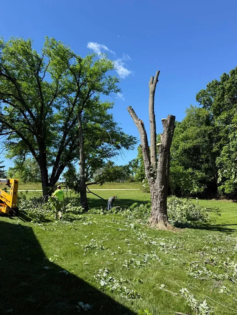 Partially trimmed tree in a yard with green grass, branches scattered, and a small vehicle on the left side under a blue sky.