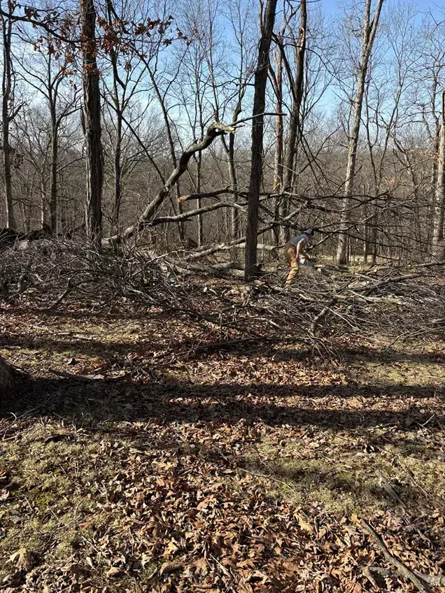 Forest scene with fallen branches and bare trees under a blue sky.