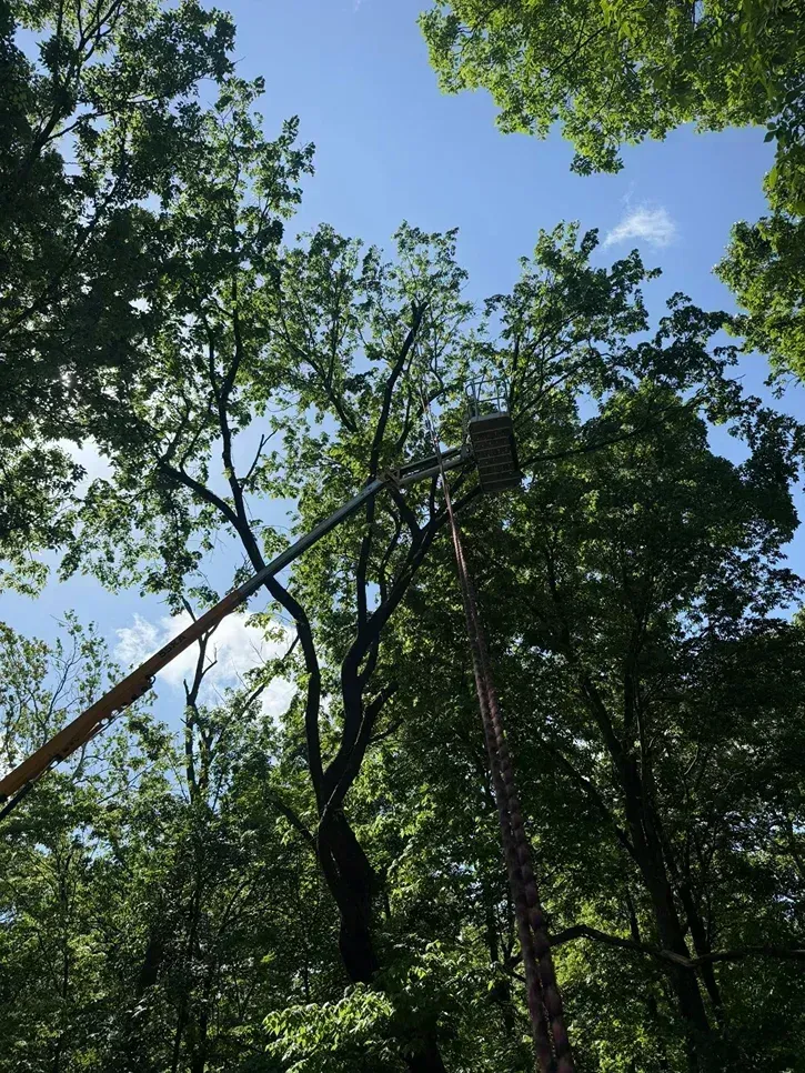 A tall tree with a platform at the top, reached by a long angled pole, set against a blue sky.