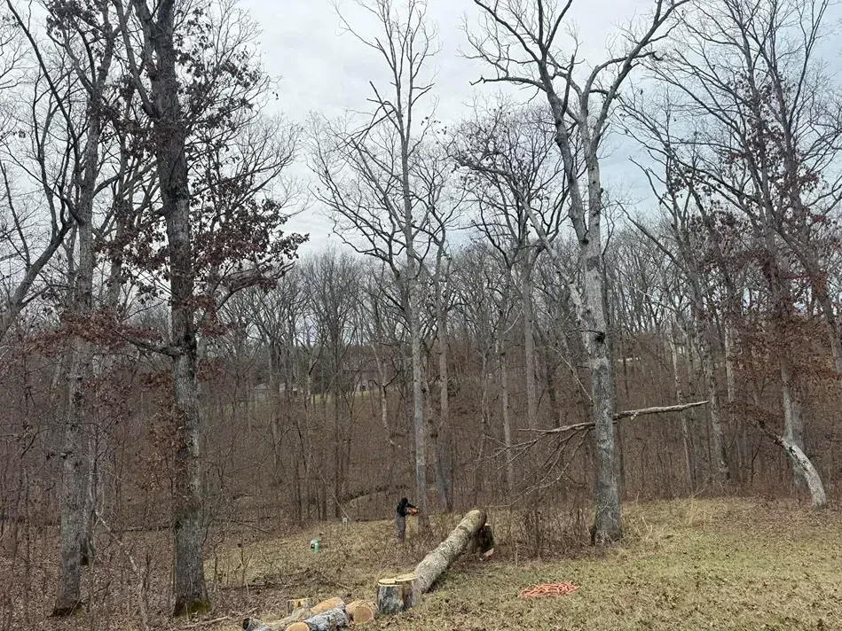 Forest scene with bare trees, downed logs, and a person cutting wood.