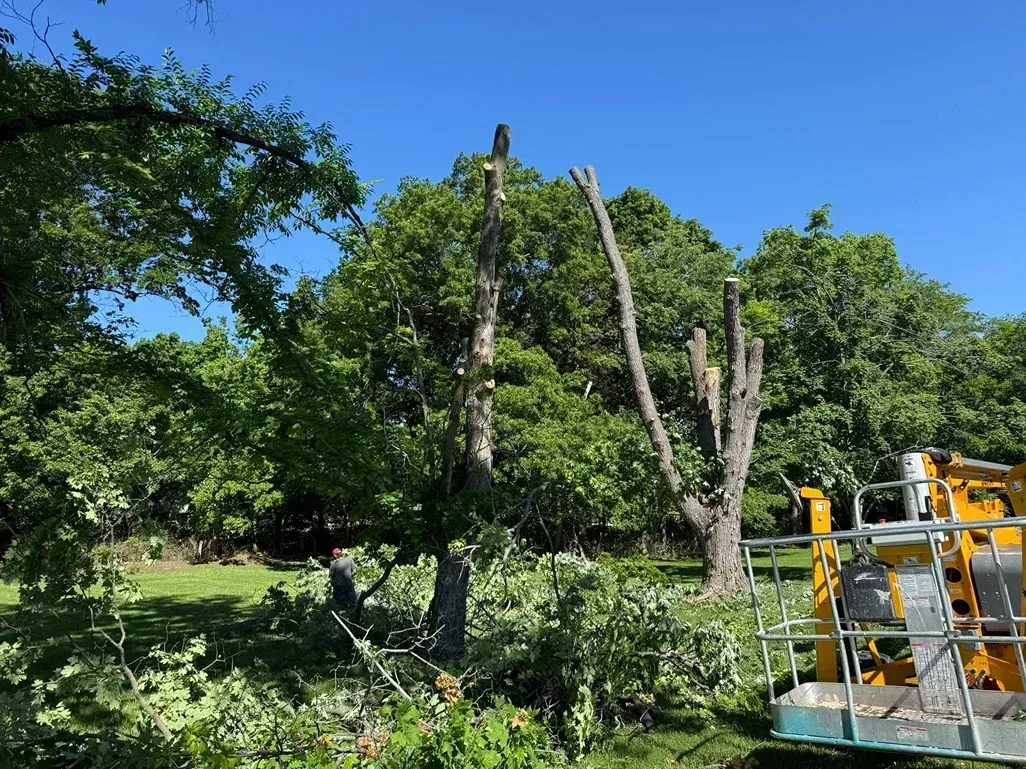 Trees, some pruned, under a blue sky, with greenery in the foreground and a work platform on the right.