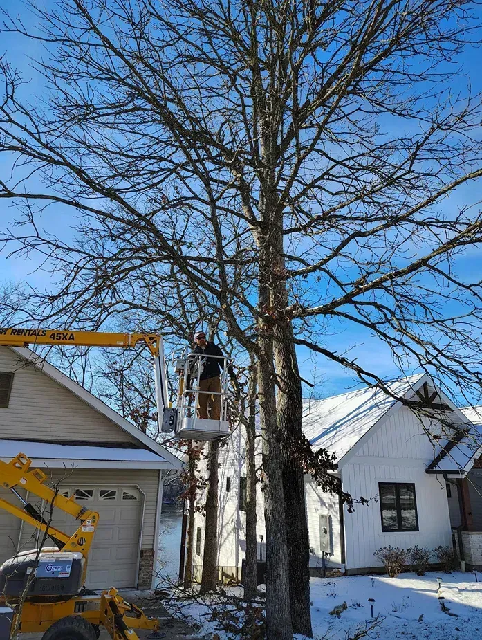 Man in lift trimming a tall tree in front of houses; snow on the ground, blue sky.