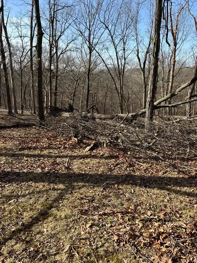 Forest clearing with fallen branches and brown leaves under bare trees on a sunny day.