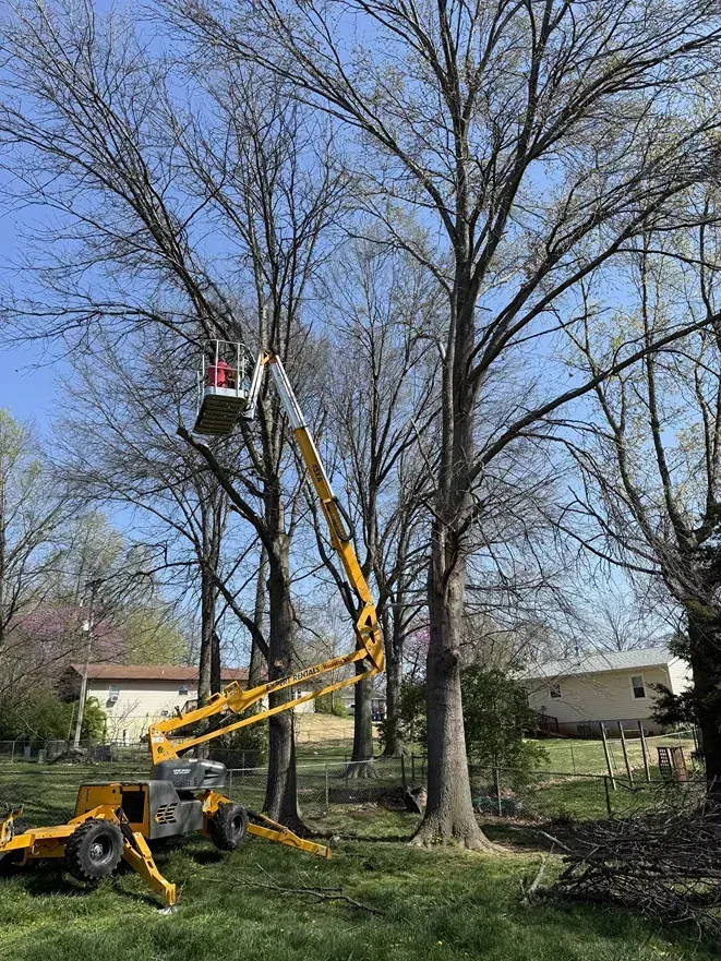 A tree service worker in a lift basket trims a tall tree in a residential yard. The lift is yellow and black.