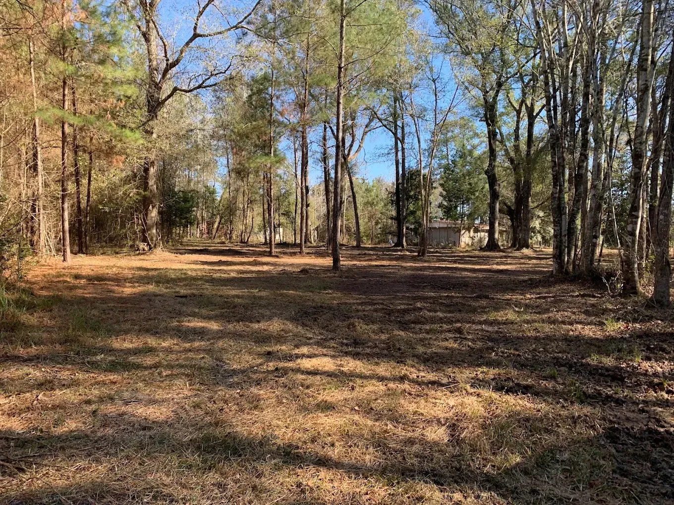 Wooded clearing with tall trees and a leaf-covered ground in warm sunlight