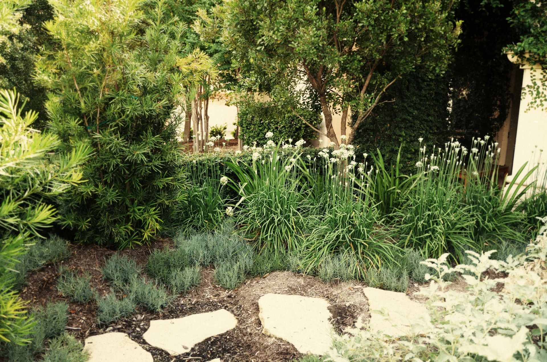 A garden with various green plants and white flowers, with stepping stones in the foreground.