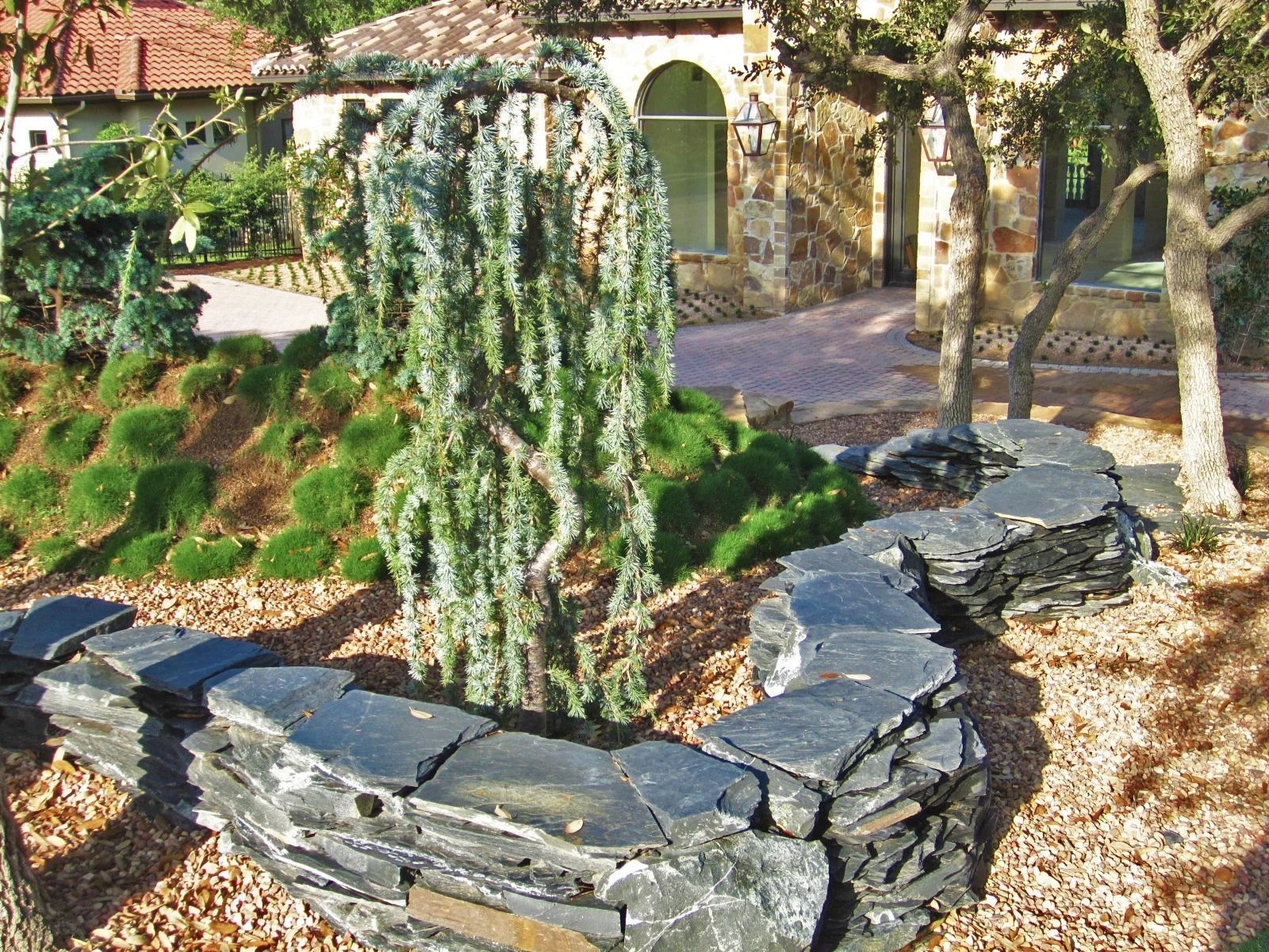 Landscaped garden with weeping blue Atlas cedar tree, stone retaining wall, and green ground cover.