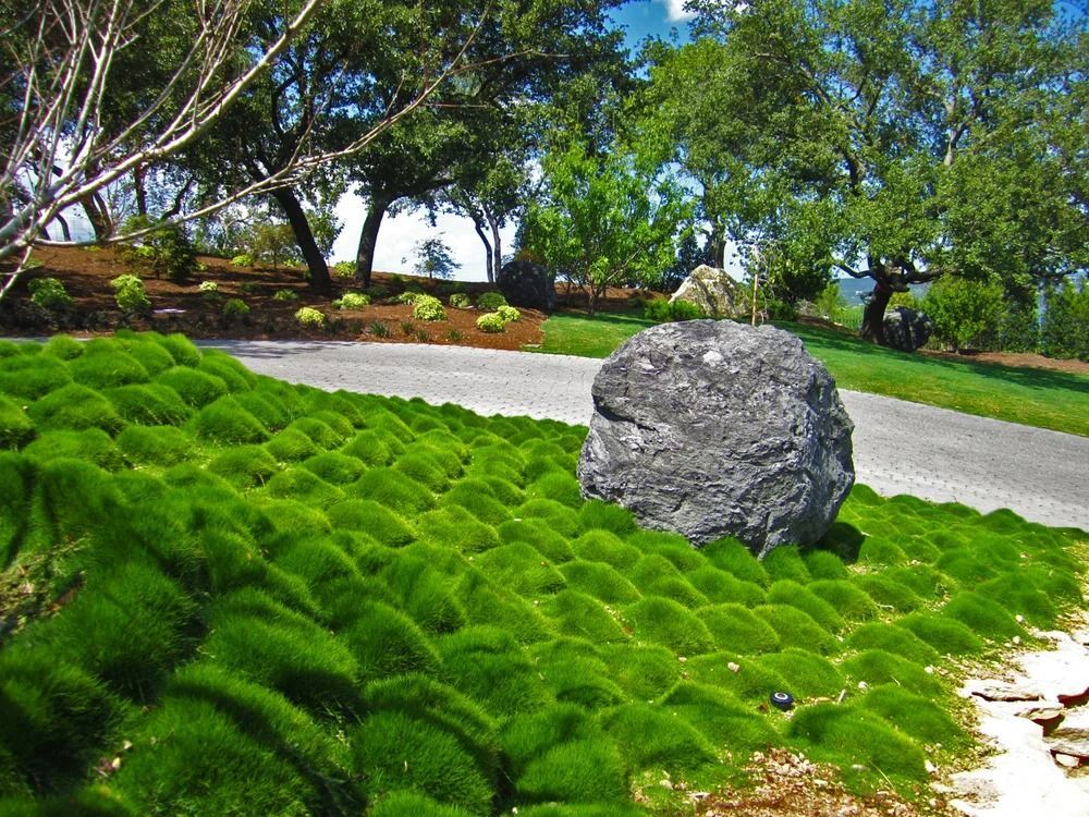 Green ground cover with large rock near a driveway, with trees and a blue sky in the background.