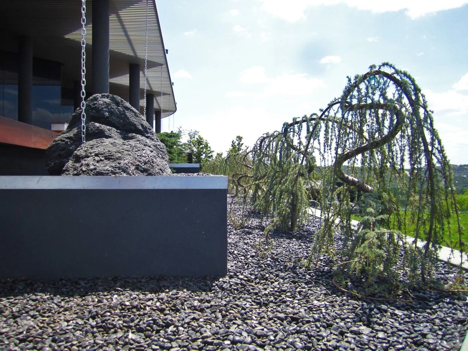 A weeping tree with long, hanging branches in a landscape of dark gravel and a modern building.