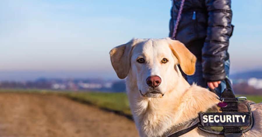 Business-Deductions-for-Four-Legged-Coworkers