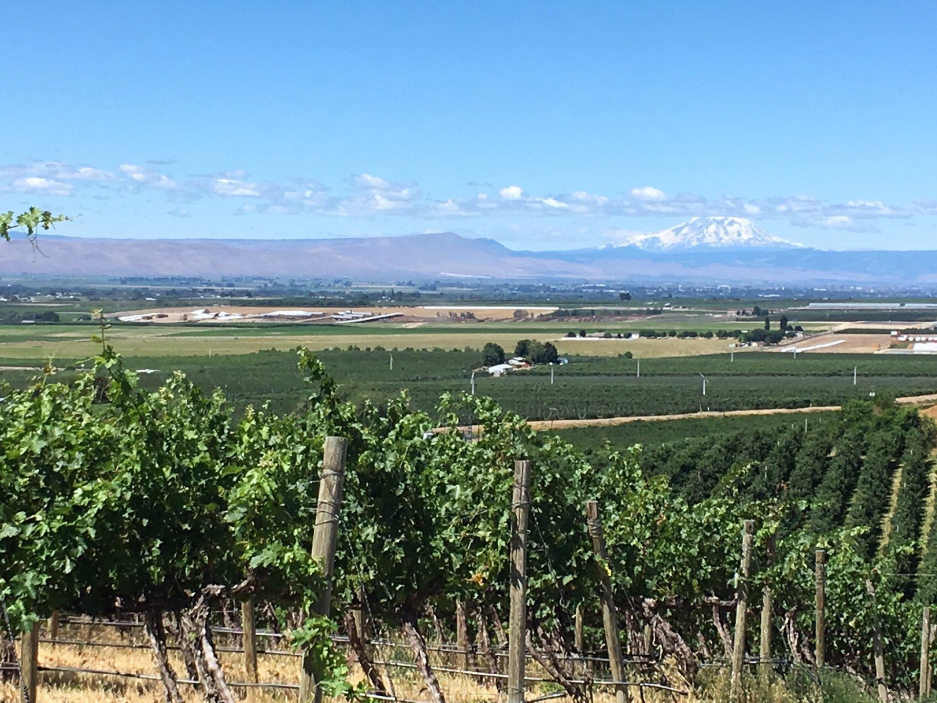 A sunny day in DuBrul Vineyard, looking out over the Yakima Valley