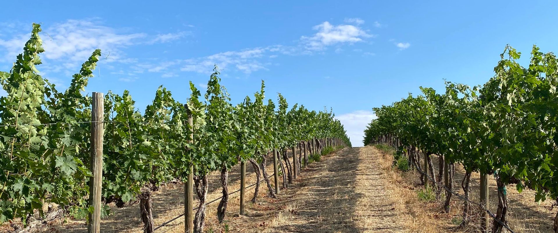 DuBrul Vineyard Cabernet