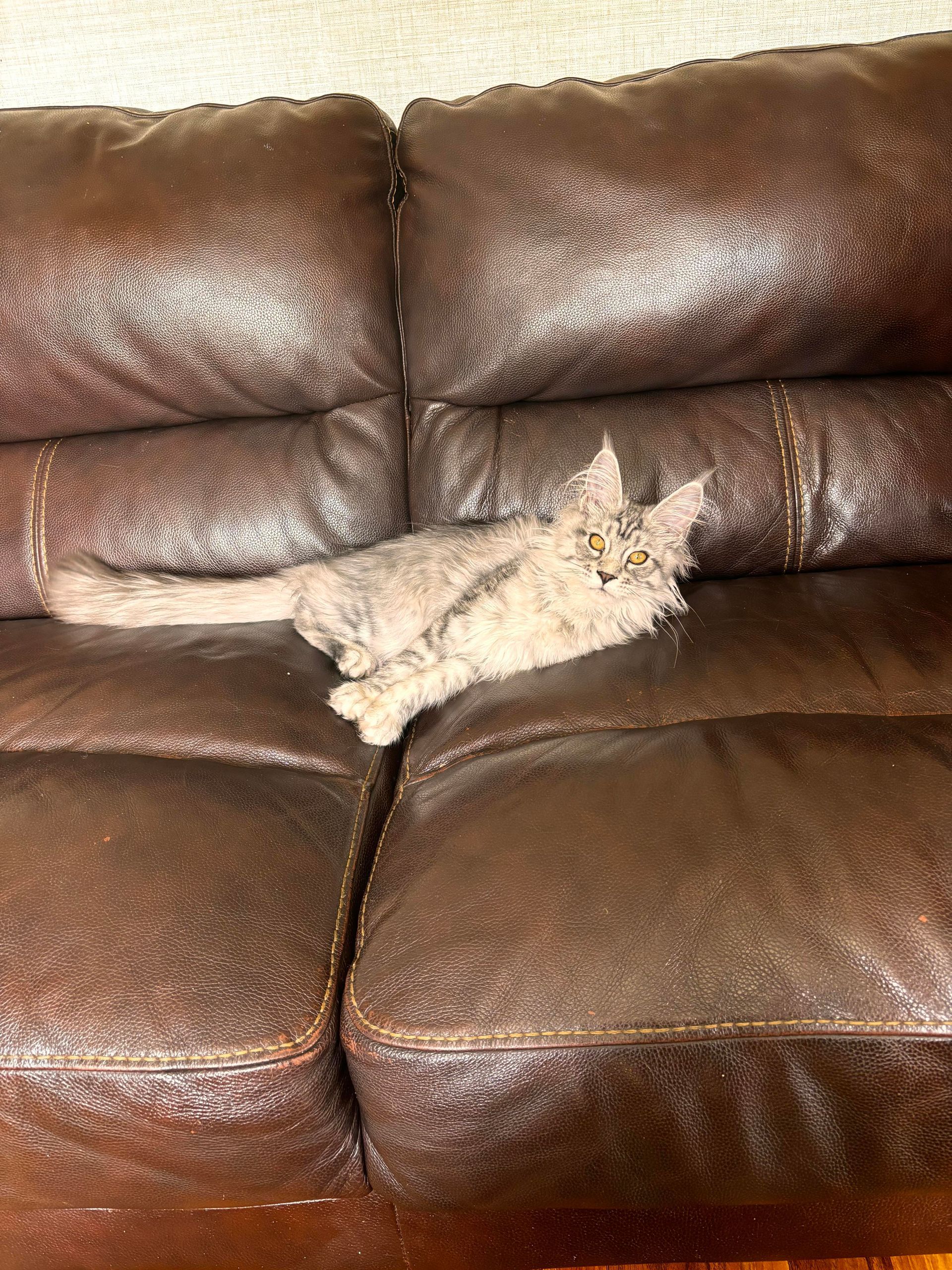 Maine coon cats, buy maine coon cat