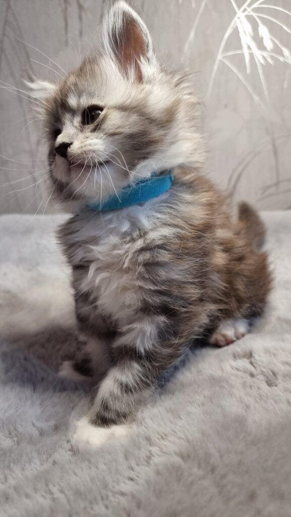 Coon cats for sale, Maine coon cats for sale in the uk