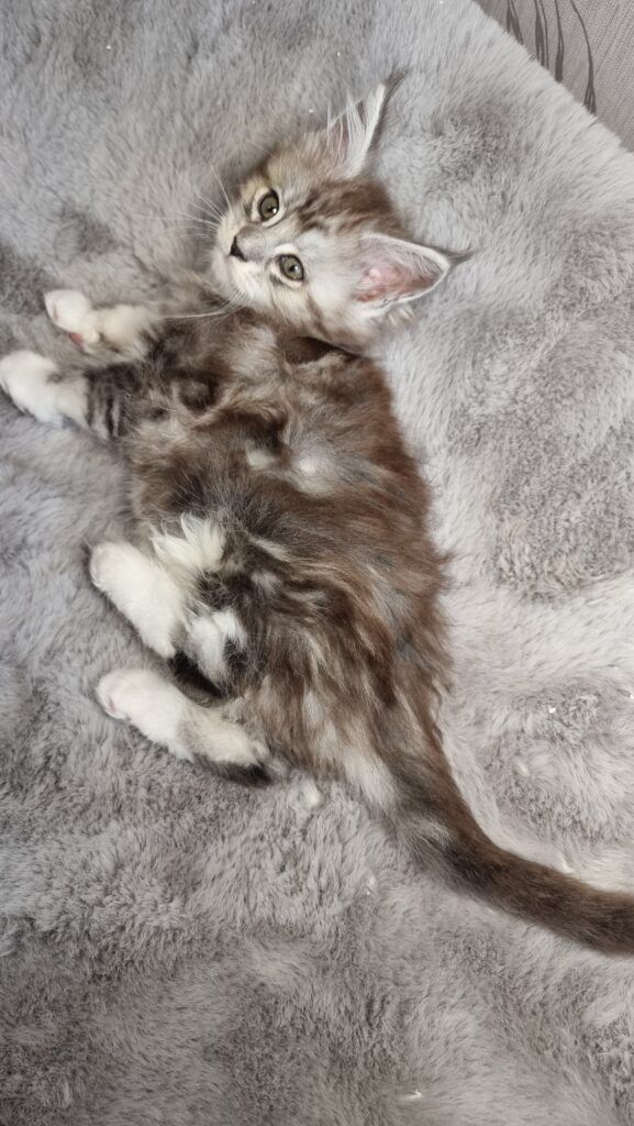 Coon cats for sale, Maine coon cats for sale in the uk