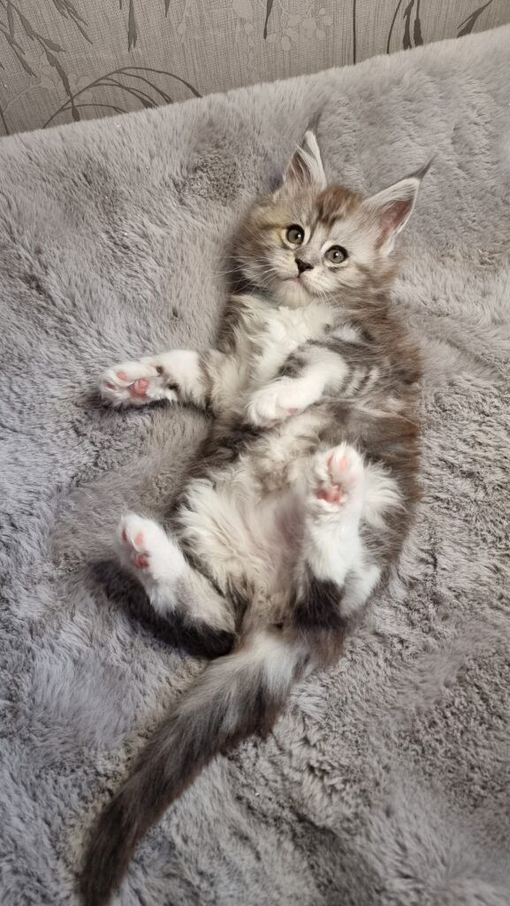 Coon cats for sale, Maine coon cats for sale in the uk