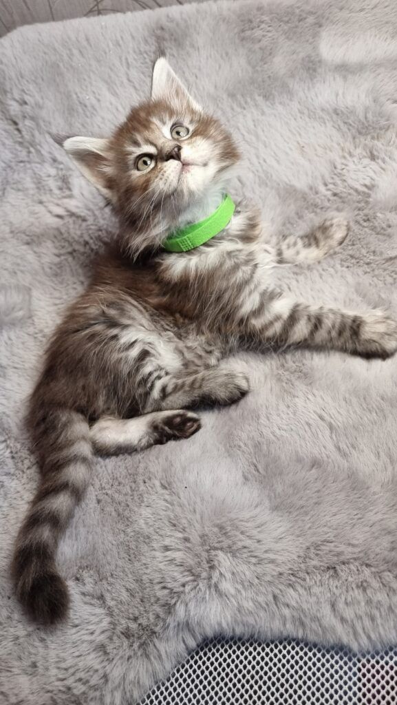 Coon cats for sale, Maine coon cats for sale in the uk