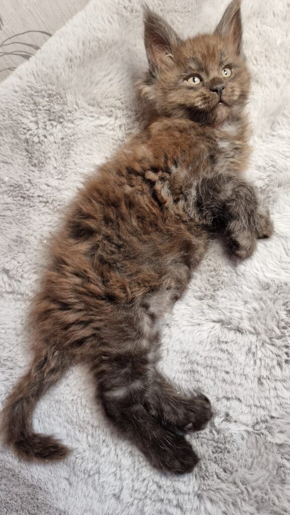 Coon cats for sale, Maine coon cats for sale in the uk