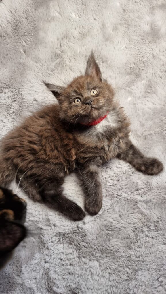 Coon cats for sale, Maine coon cats for sale in the uk