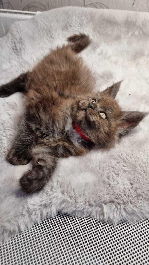 Coon cats for sale, Maine coon cats for sale in the uk