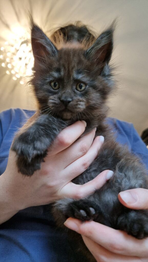 Coon cats for sale, Maine coon cats for sale in the uk