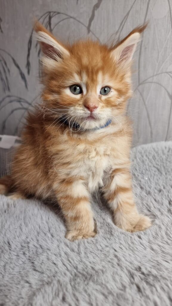 Coon cats for sale, Maine coon cats for sale in the uk