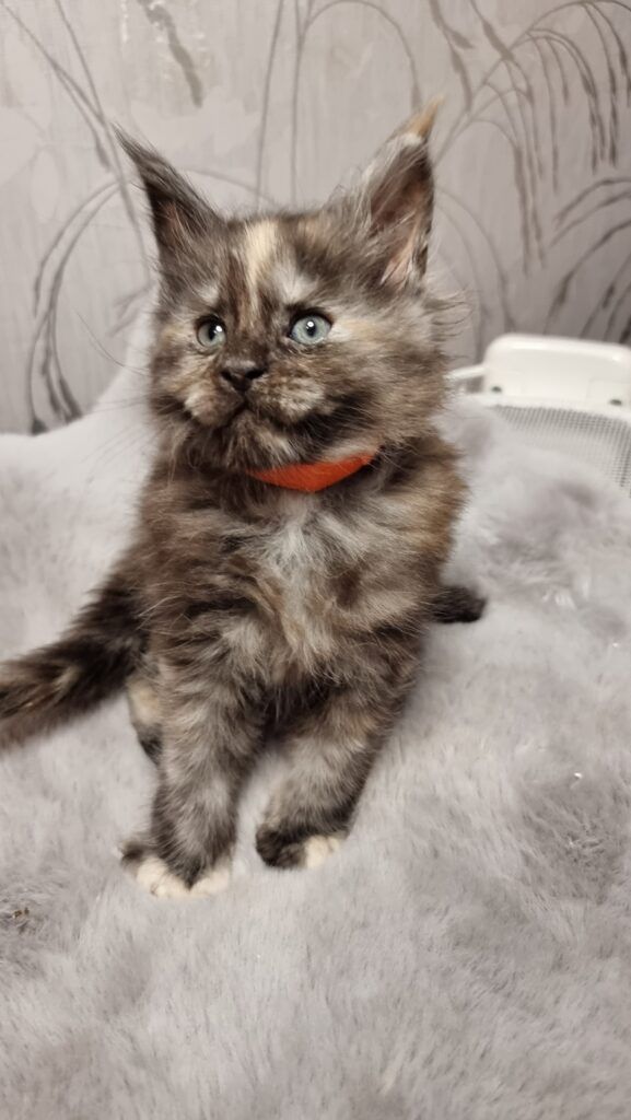 Coon cats for sale, Maine coon cats for sale in the uk