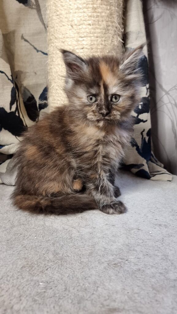 Coon cats for sale, Maine coon cats for sale in the uk