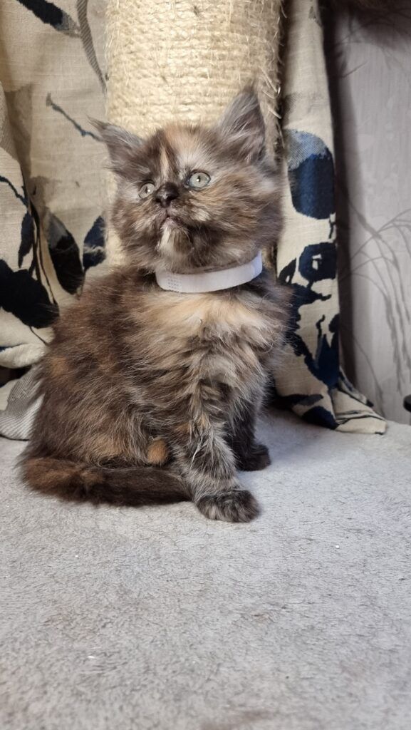 Coon cats for sale, Maine coon cats for sale in the uk